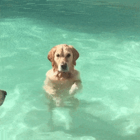 自从教会我家狗学会了游泳,我就准备靠它养活了!_水平