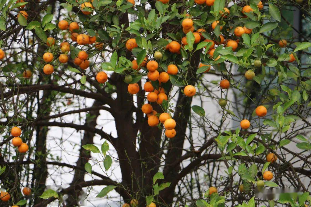 今天在村里发现了两棵神奇的桔树