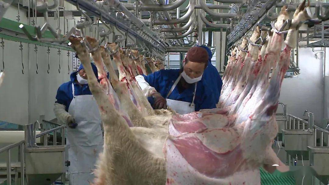 【媒体报道丨白银电视台】会宁县:羊肉精深加工中心推动肉羊产业市场