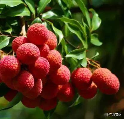 灵山荔枝文化旅游节将于6月举办