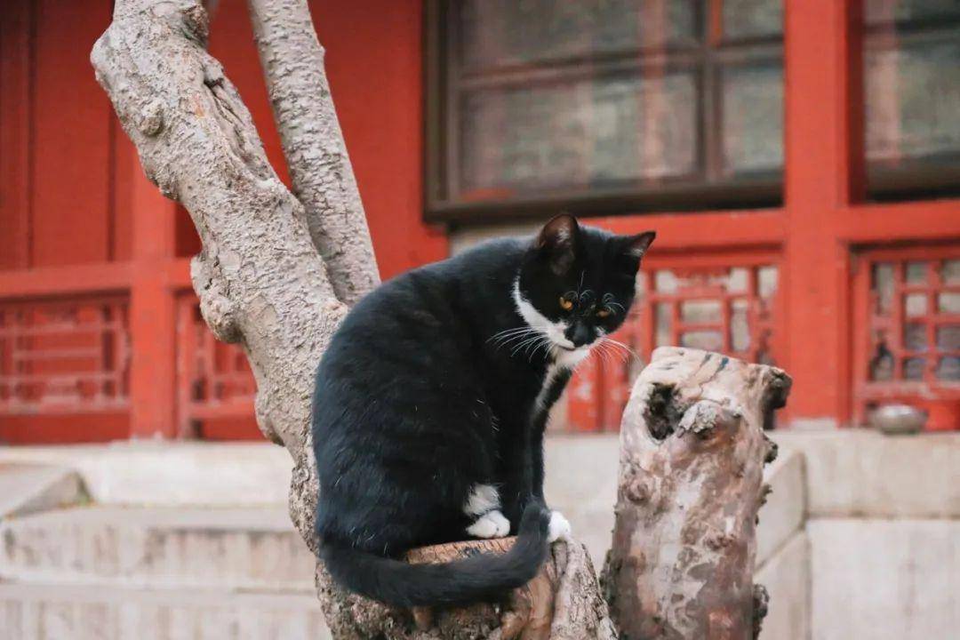 故宫宫猫拍摄指南