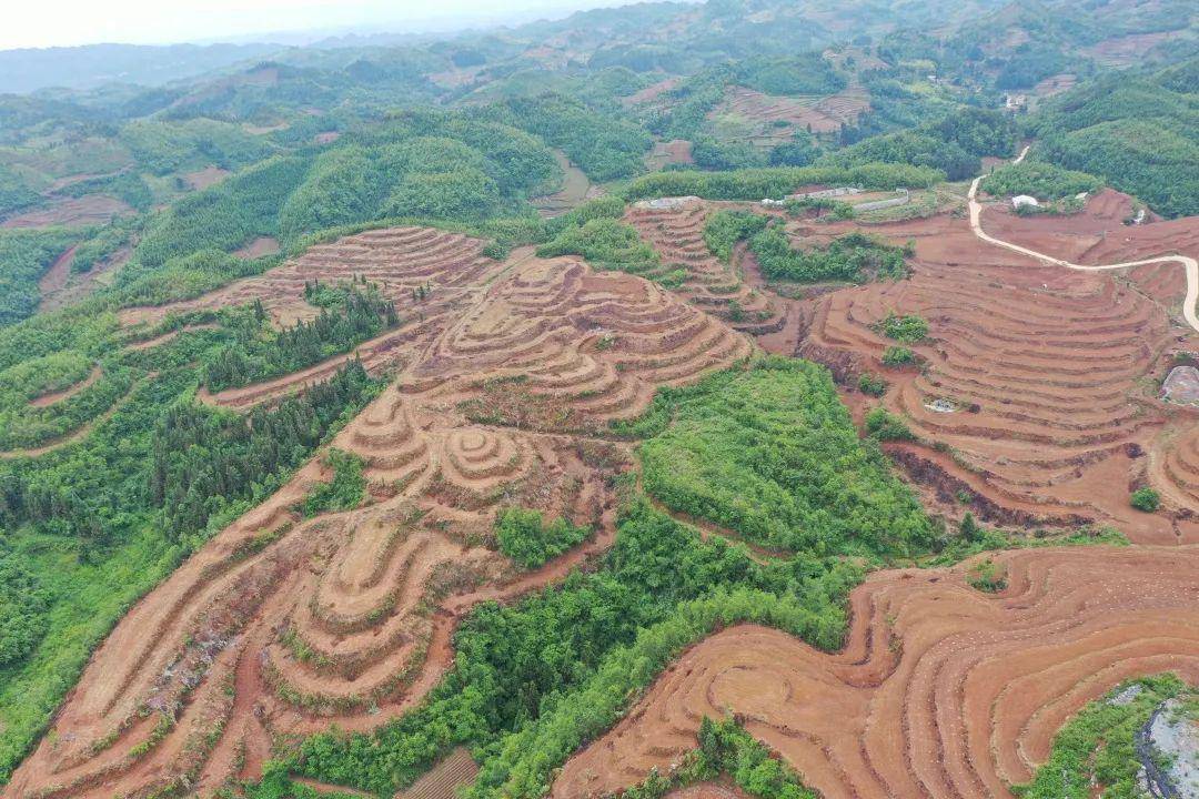 贵州泓森槐科技发展有限公司销售总监邹智勇说:"板蓝根