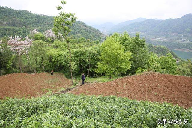 家有3个智障哥哥,63岁弟弟至今单身,养猪种地日子越过越好