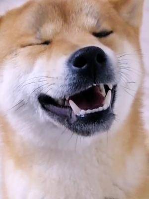 小可爱又来逗我开心啦柴犬萌宠家有柴犬