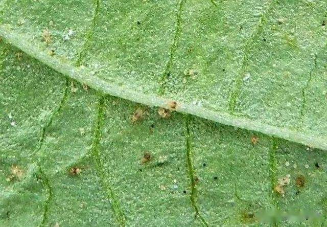 果树红蜘蛛打不死,用这个新药,一遍就能杀干净,持效期60天