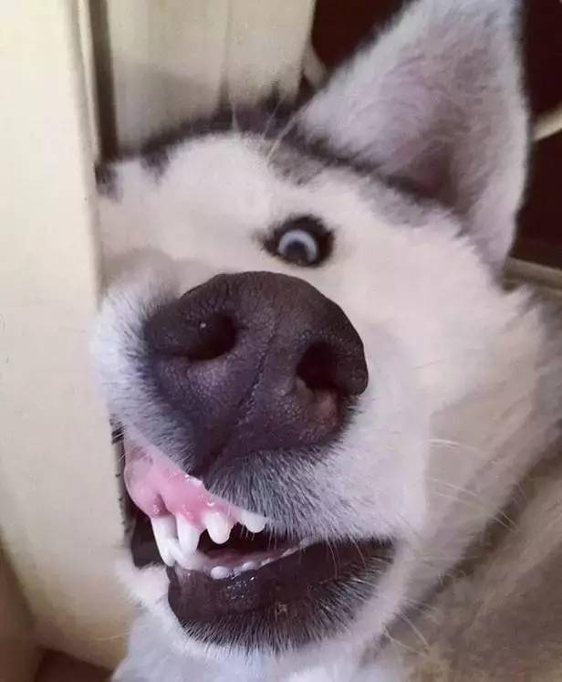 哈士奇你们天天说我是智障还不是喜欢我养我