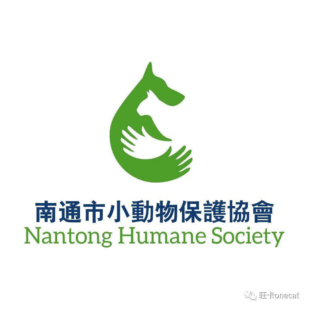 南通流浪猫领养