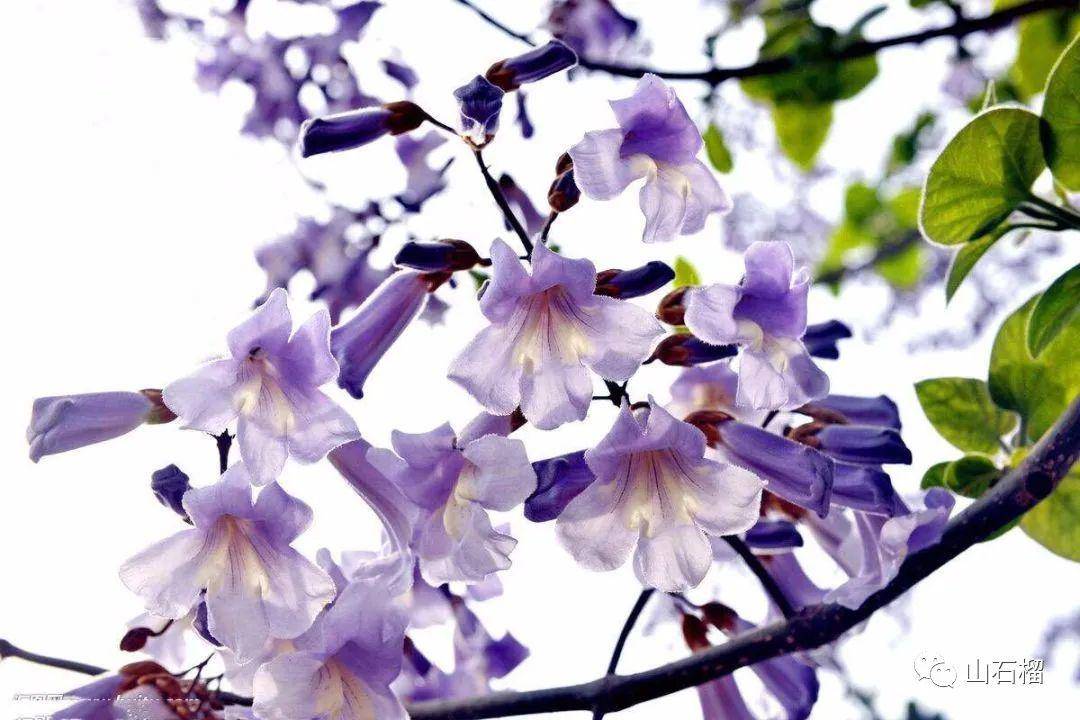 莘县张寨镇实验小学专栏·老师篇 | 张英 :花开花谢桐花落