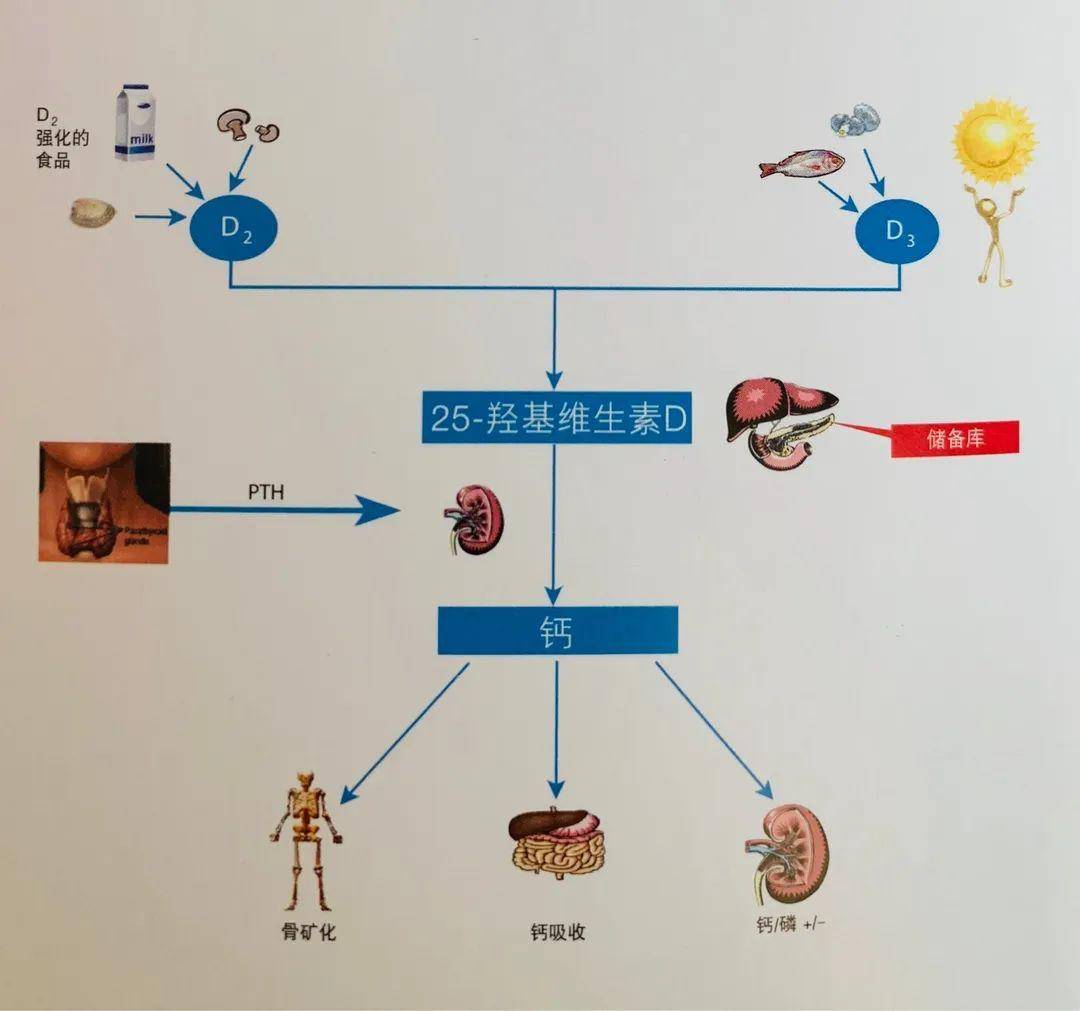 維生素d主要有以下生理功能