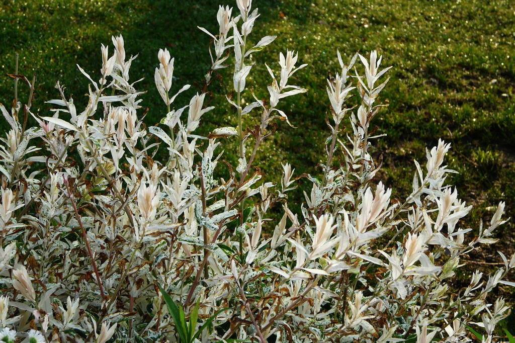 彩叶杞柳性价比超高