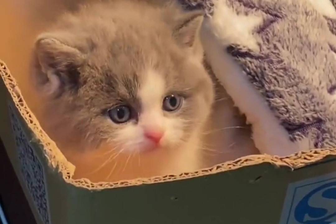 一只胆小的小可爱