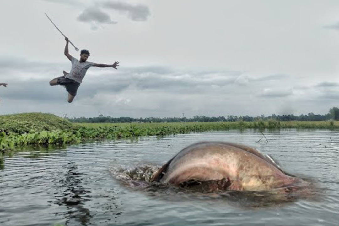 男子上辈子是标枪运动员吗不然叉鱼不可能这么准