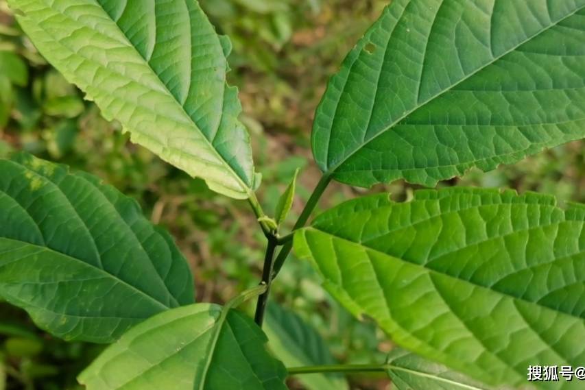 这种植物叶子长得很青它叫臭大青是一种中草药来认识一下
