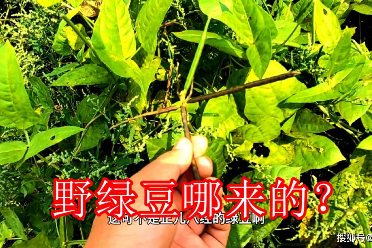 家里种的药材没长好却长满了野绿豆这种东西能吃吗