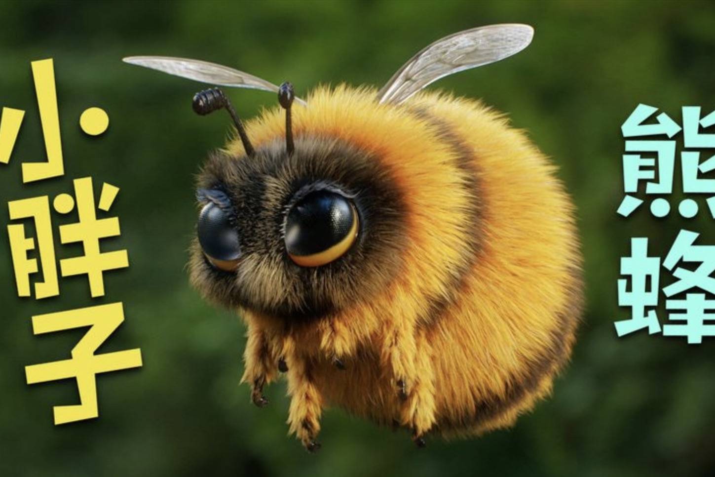蜜蜂中的小胖子熊蜂不但授粉厉害 没想到屁股也能这么可爱(下)_授粉