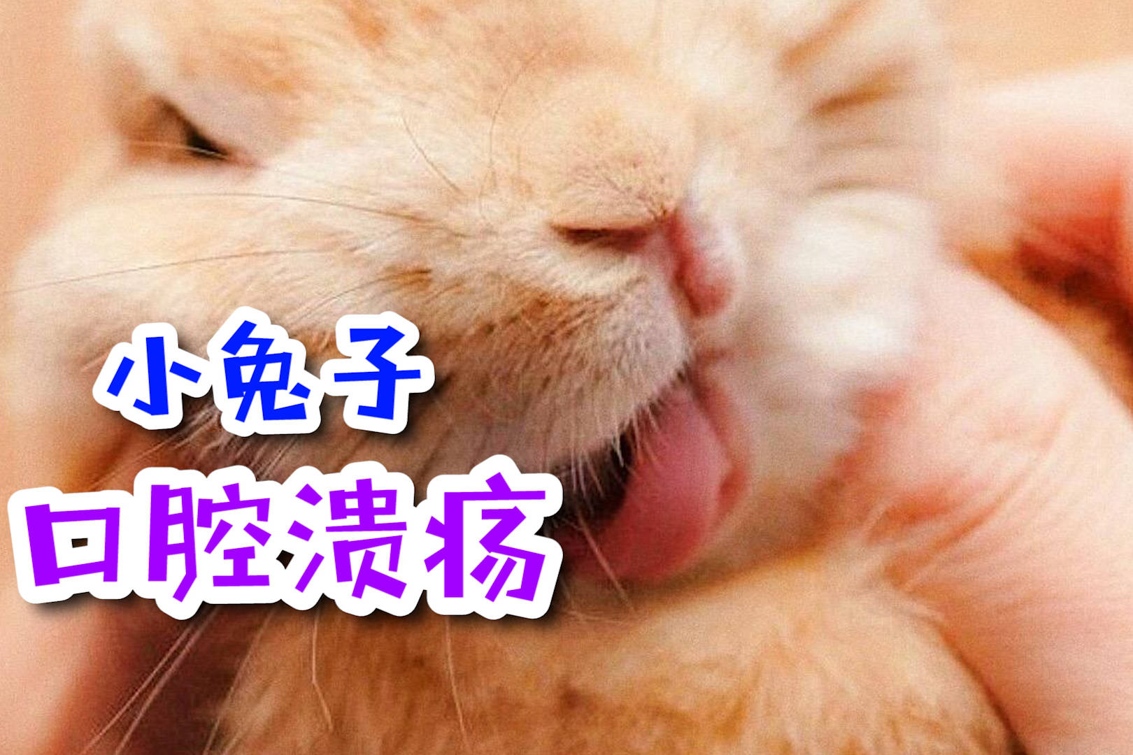 小兔子口腔溃疡