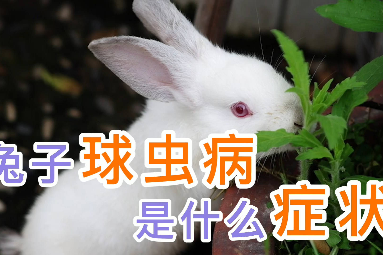 兔子球虫病是什么症状