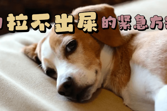 狗拉不出屎的紧急方法