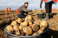 在俄罗斯打工收土豆，工资是多少美元？比在欧洲打工高还是低？