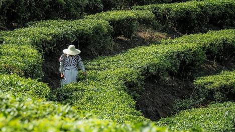 喜茶宣布公开产品配方原料信息，新茶饮行业进入配料表时代