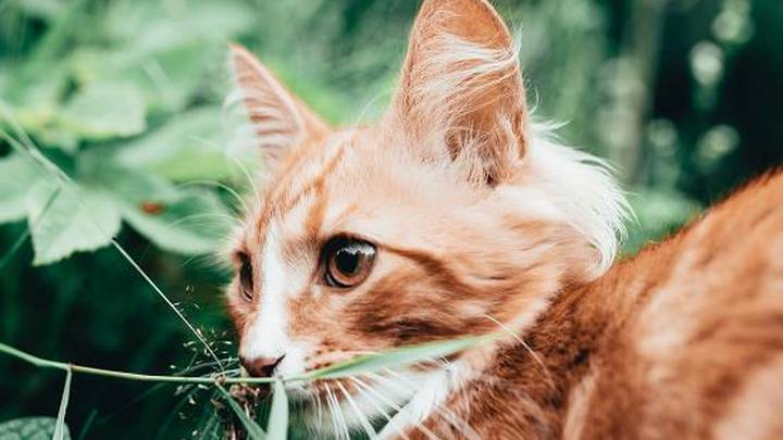 猫是色盲吗？