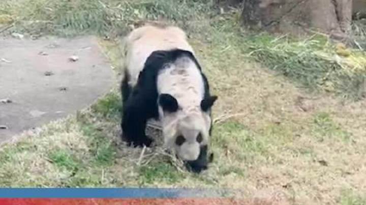 你支持蜂花认领大熊猫丫丫吗？