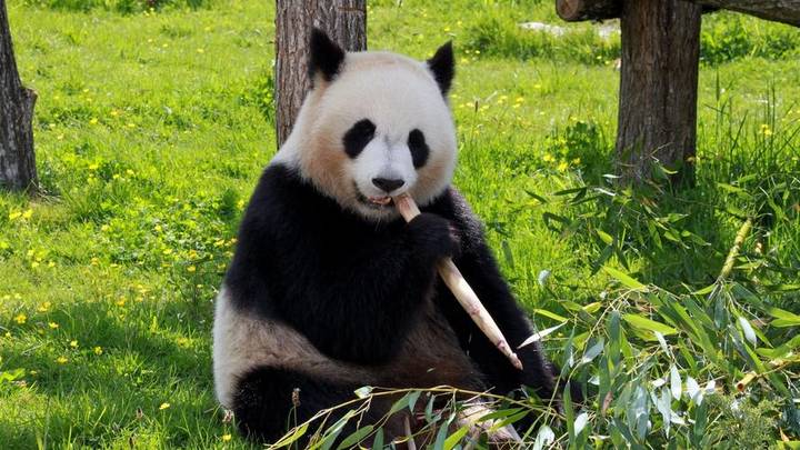 大熊猫是哺乳动物还是非哺乳动物？
