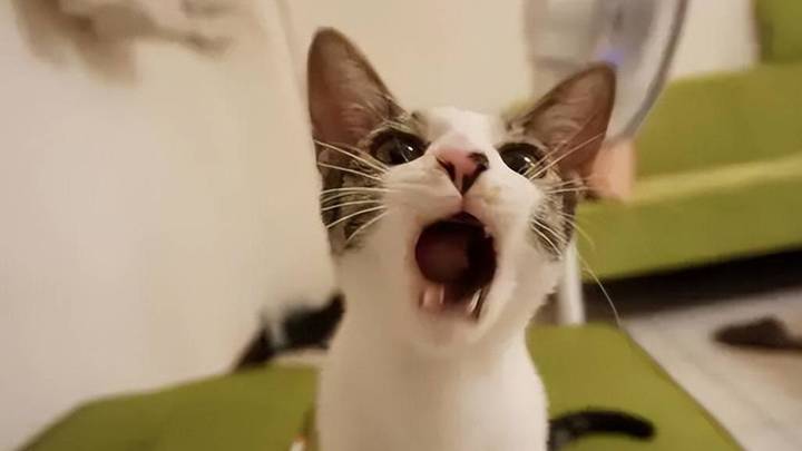 猫咪傍晚喵喵叫，是因为无聊吗？