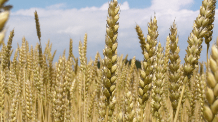 河南阴雨天气，会影响农作物收成吗？
