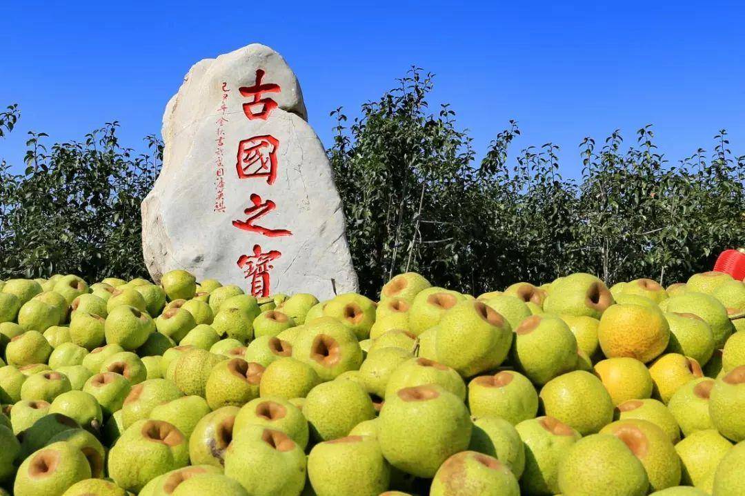 奇迹!莱阳数百棵400年老梨树开花了,花开如雪