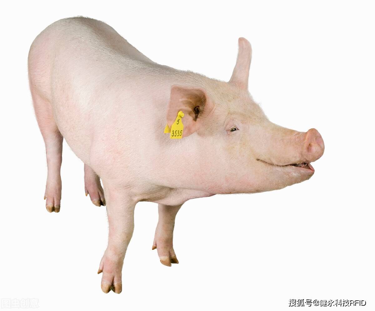 透过《动物电子耳标试点方案》了解牲畜佩戴rfid耳标