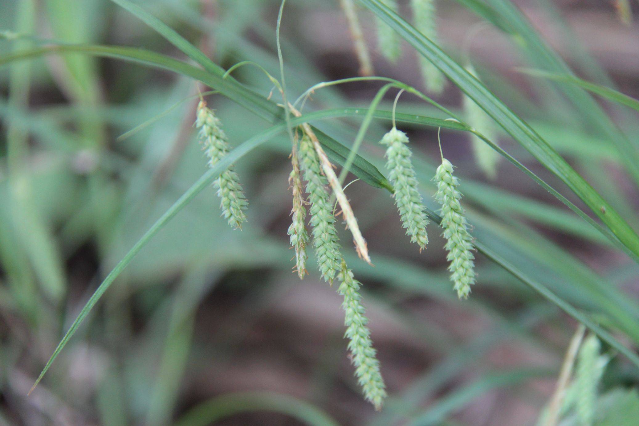 关于图片的说明:1,庆元县是一个地名,是浙江省西南部的一个山区小县
