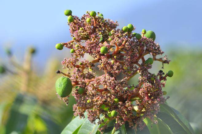 4月芒果管理重点,保花保果能高产!