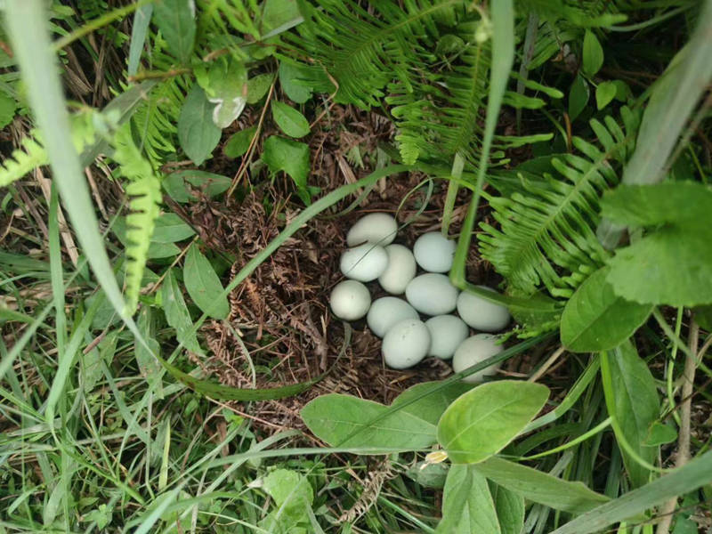 贵州特产：雷山绿壳鸡蛋
