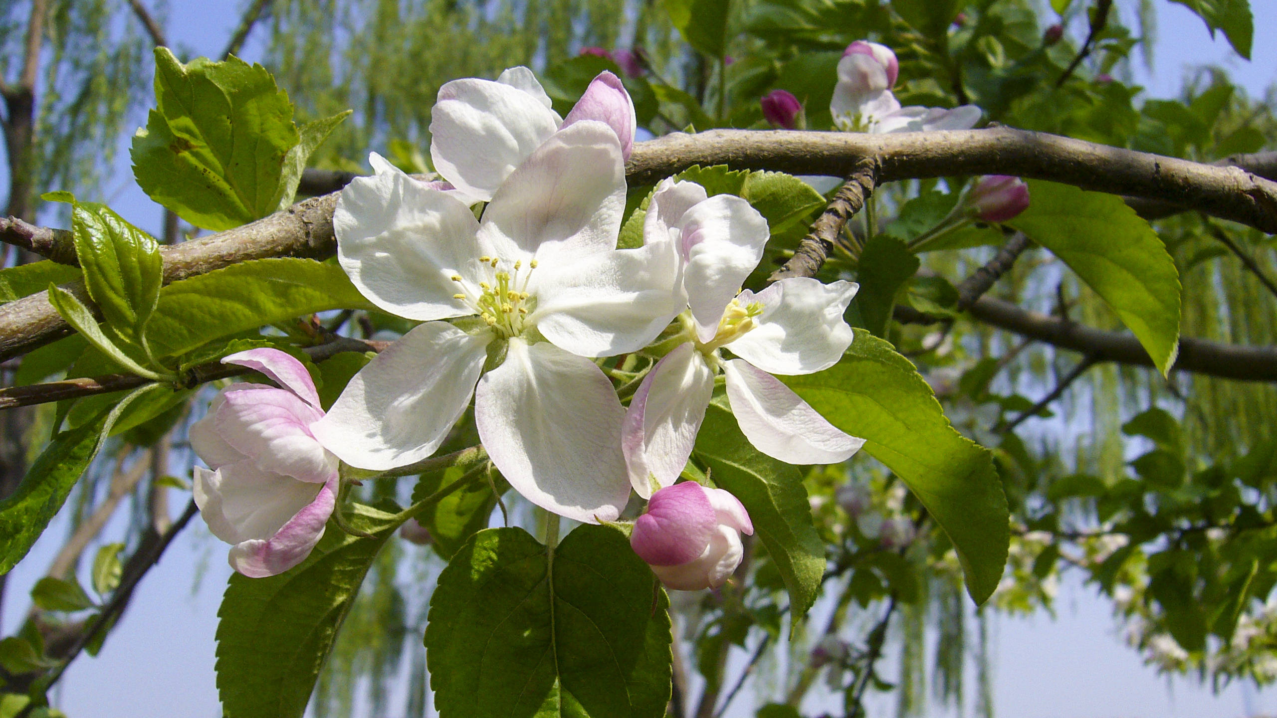 清幽淡雅的海棠花,吐露出它那迷人的芬芳