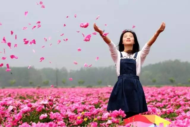 一周后，世界最大芍药花田将在亳州绽放