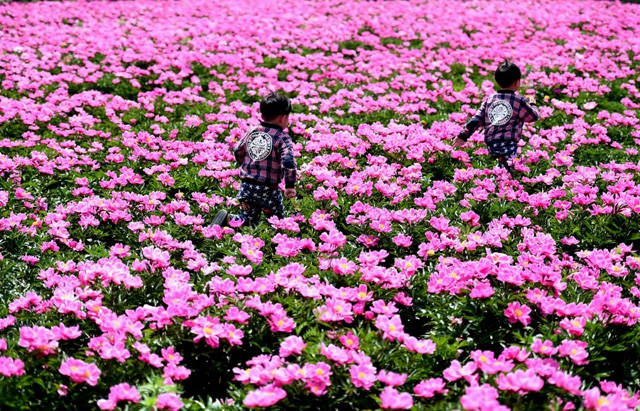 一周后，世界最大芍药花田将在亳州绽放