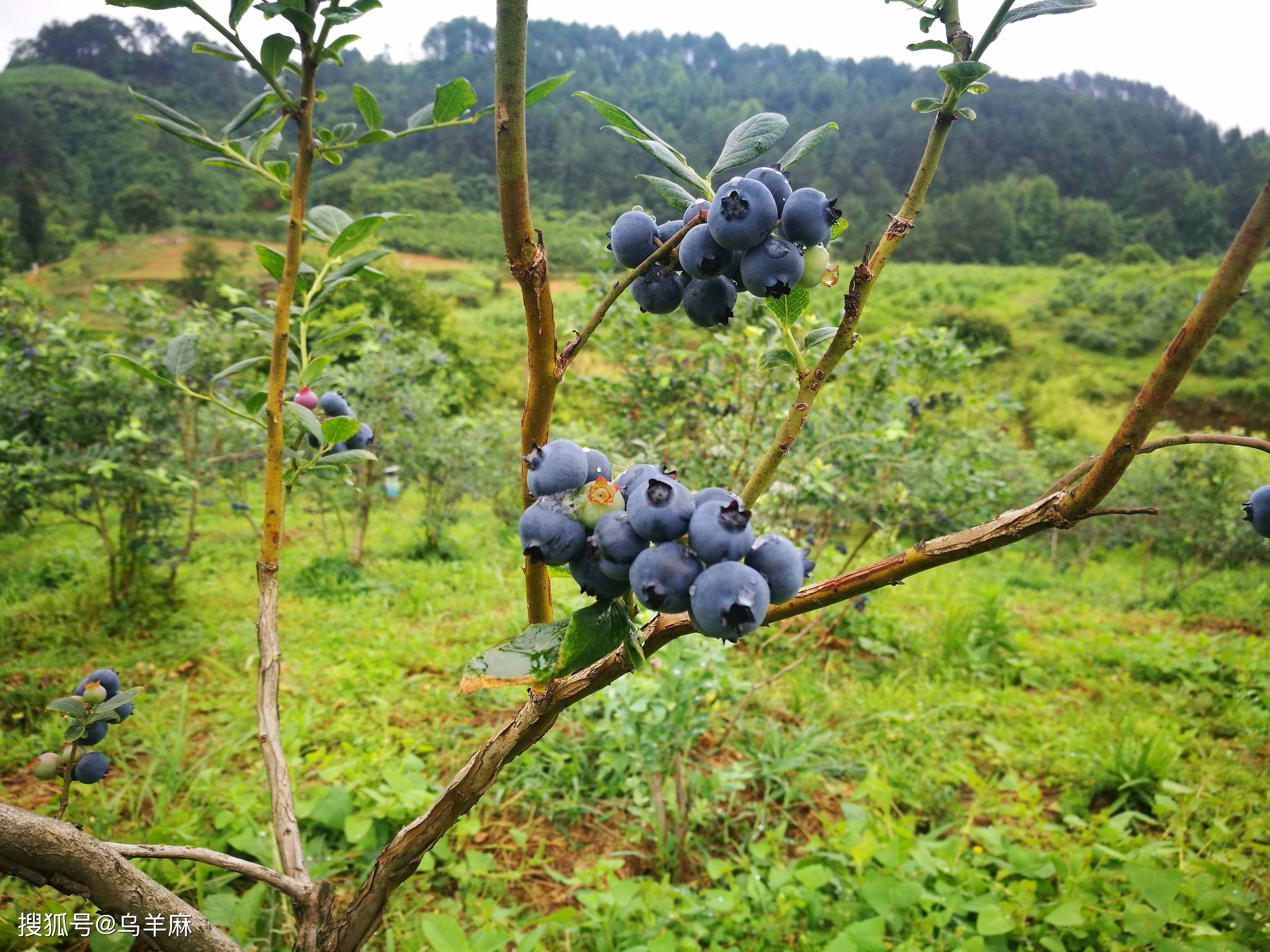 麻江蓝莓常食蓝莓的十大好处