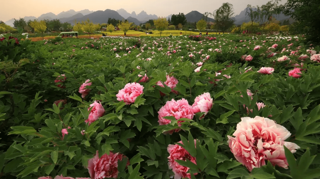 明天狼牙山牡丹园对游客开放啦