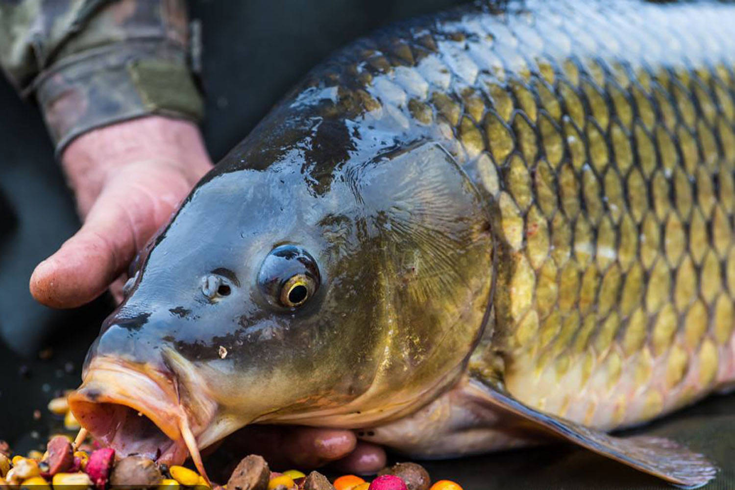 钓鱼时鱼口不好怎么办 什么物质能刺激鱼口 改善鱼口的方法汇总 多巴