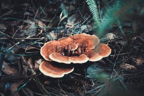 癌症化疗吃灵芝有用吗 患者