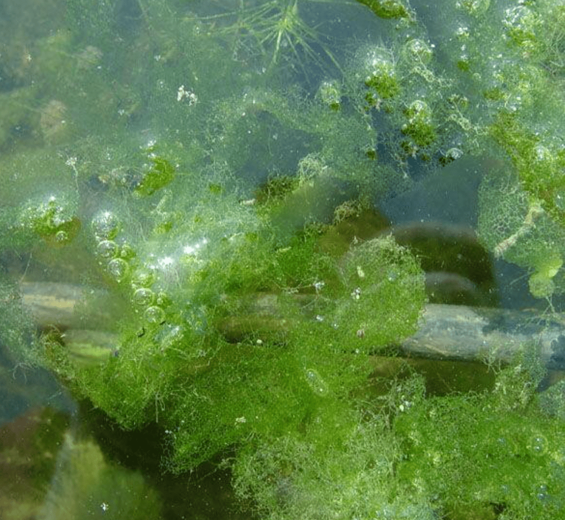 2,刚毛藻-不分枝型特点:早期低温时常见,生长初期深绿色,衰老期呈现浅
