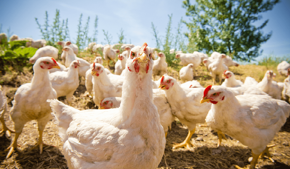 养殖户必看禁抗减抗限抗已成畜牧业发展的必然趋势