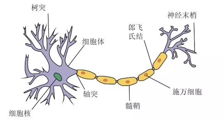 让能够进入脑部的干细胞神经干细胞再生不是梦