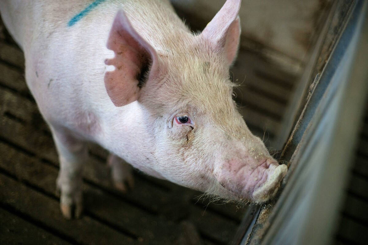 提高初产母猪繁殖力的措施 - 母仔猪管理 _猪易论坛