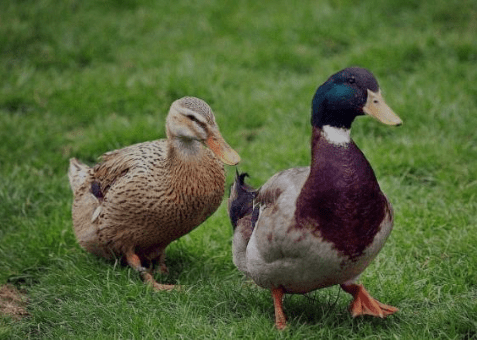 b6ed29dedc2a472f956597c10d164bdd.png