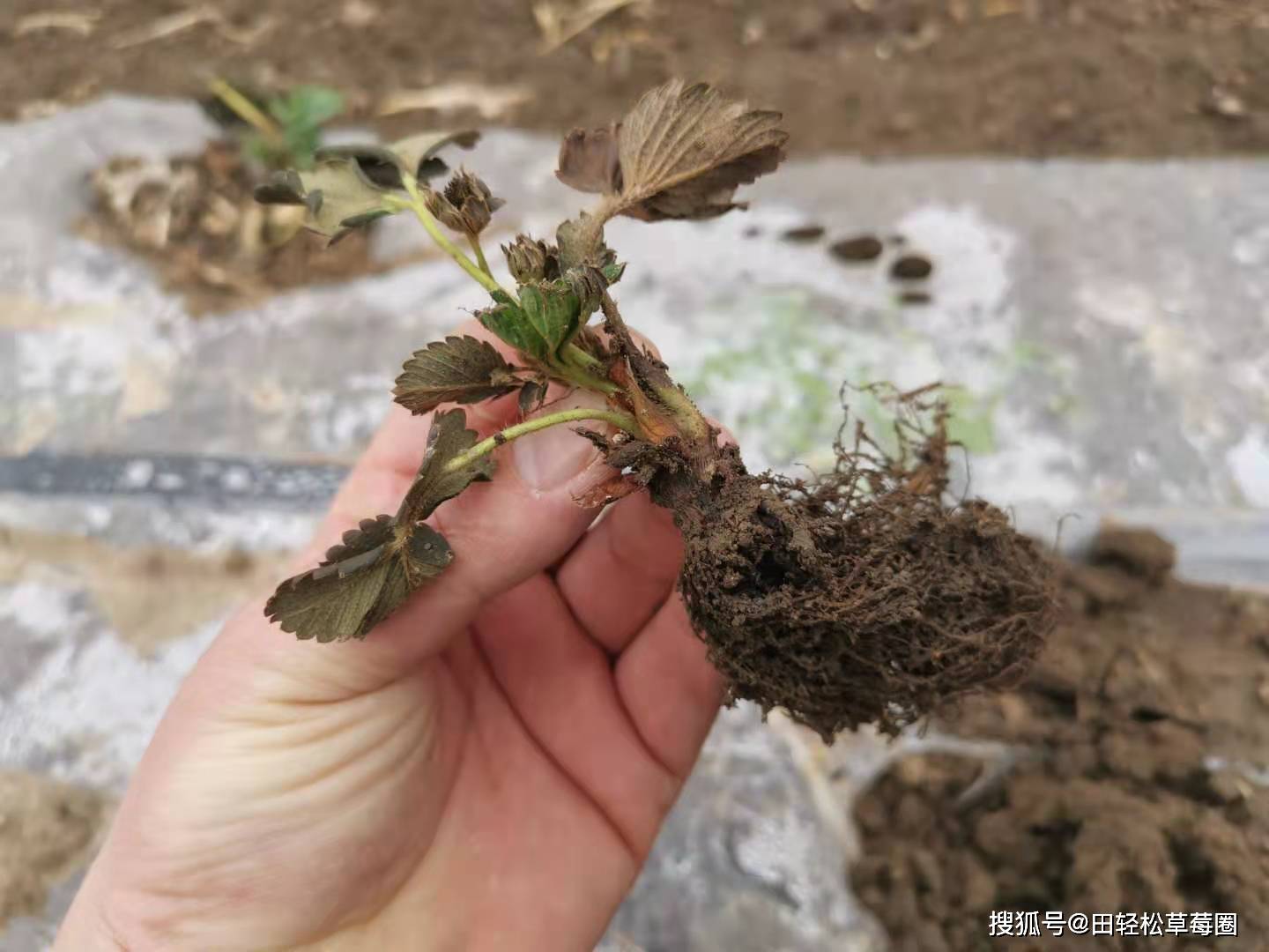 草莓育苗期的死棵的原因及防治方法关注草莓圈轻松种草莓