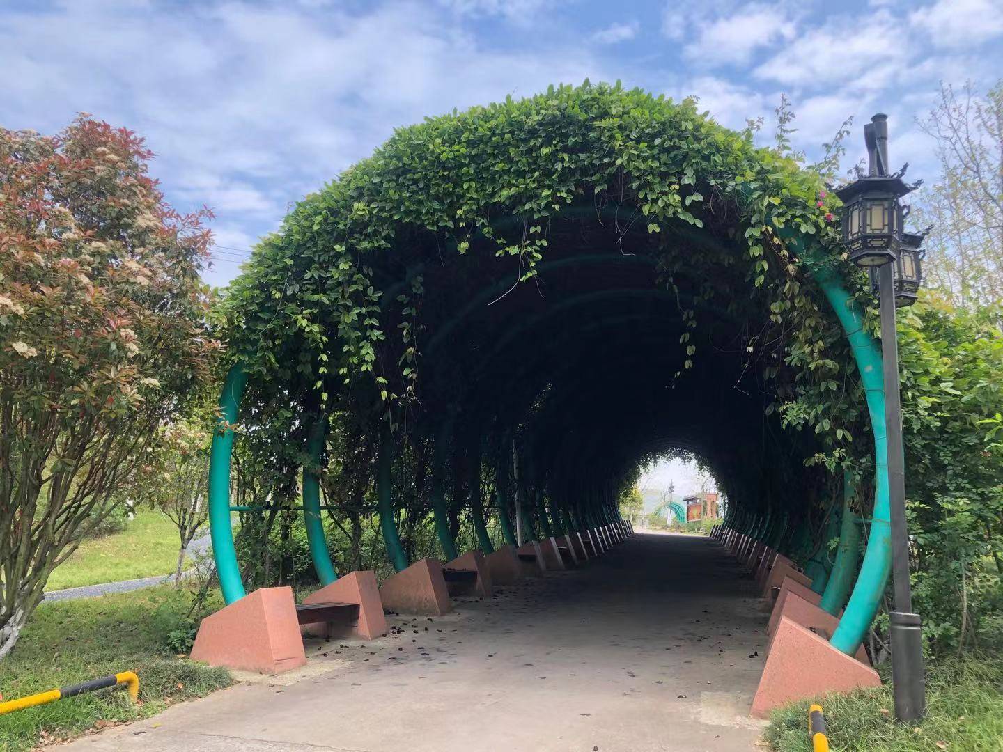 来了给你好看温岭植物园全新亮相一片绚烂多彩的枫叶