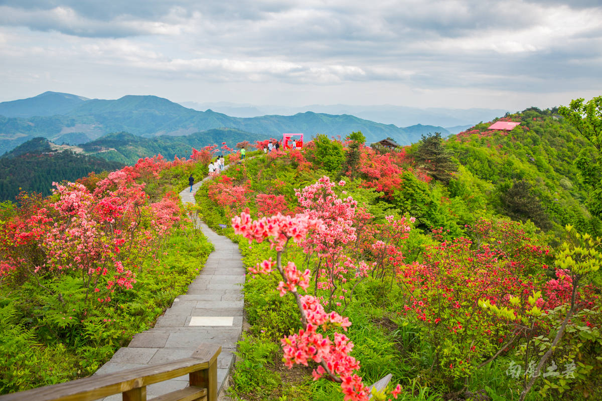 黄岩太湖山杜鹃花位置图片