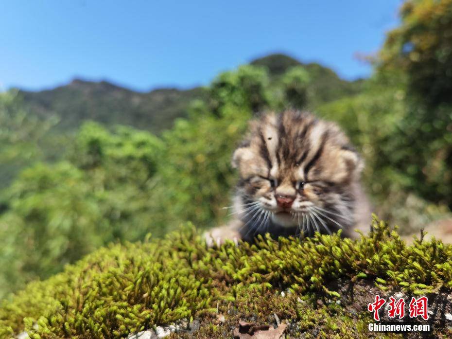 萌呆了四川泸州发现豹猫幼崽